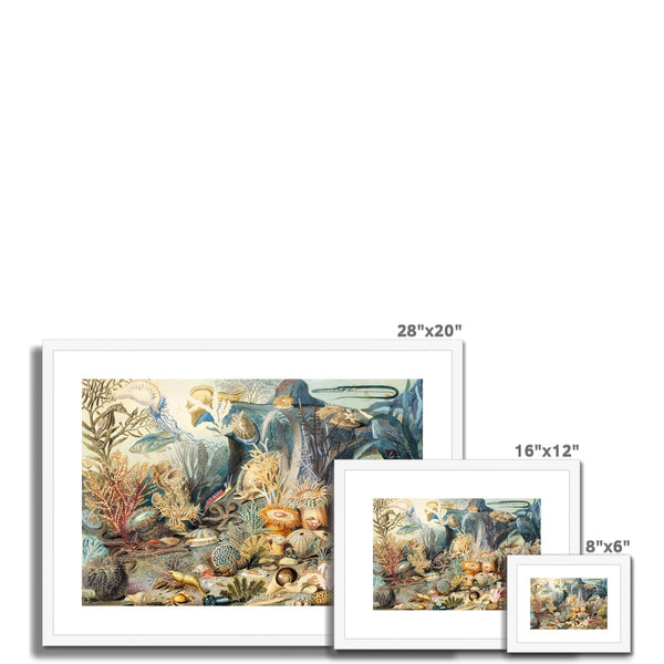 Ocean Life Framed & Mounted Print