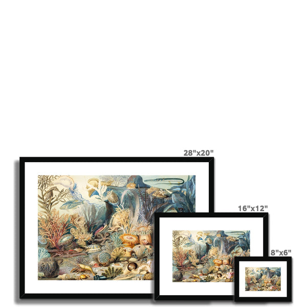 Ocean Life Framed & Mounted Print