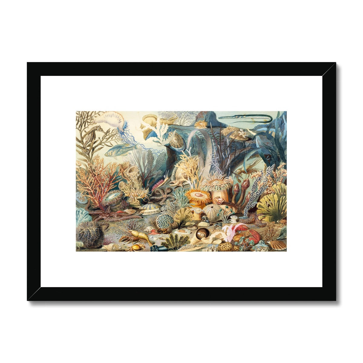 Ocean Life Framed & Mounted Print