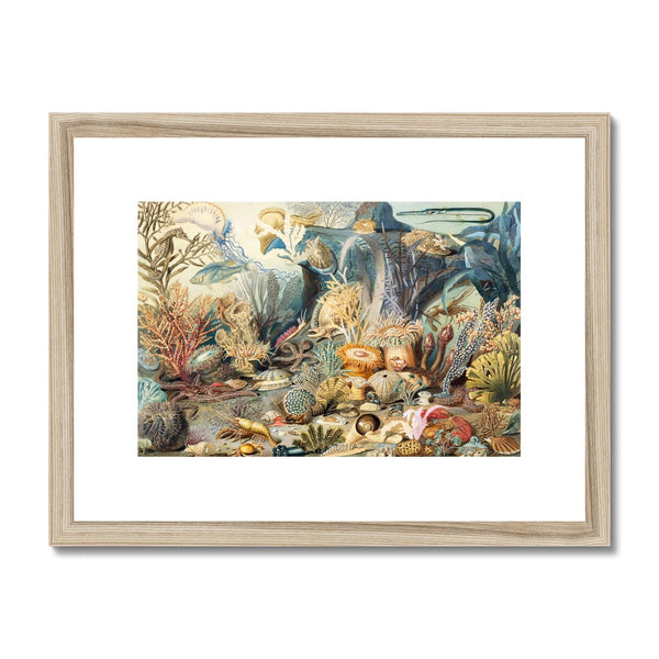Ocean Life Framed & Mounted Print