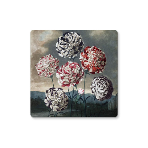 Carnations Coaster