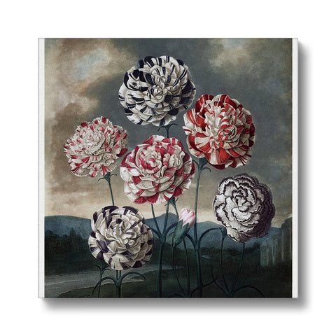 Carnations Canvas