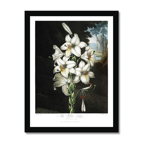White Lilies Framed Print