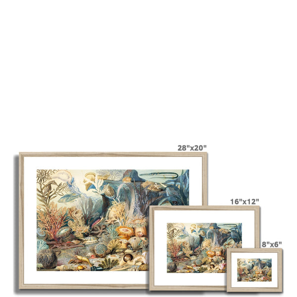 Ocean Life Framed & Mounted Print