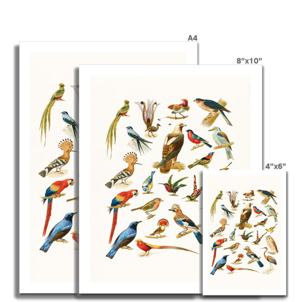 Birds of Paradise Wall Art Poster