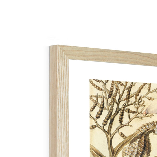 Ocean Life Framed Print