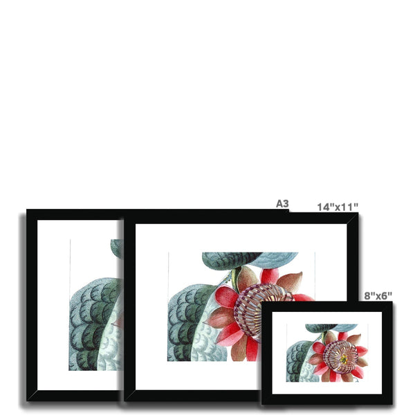 Giant Granadilla Framed & Mounted Print