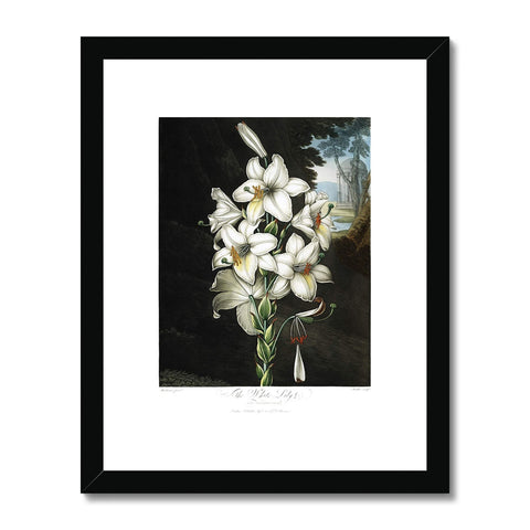 White Lilies Framed & Mounted Print